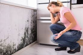 Why You Should Choose Our Mold Remediation Services in Glen Dale, WV